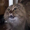 NONONONO Cat NONONONO Cat