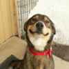 Good Dog Greg