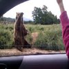 Waving Bear Waving Bear