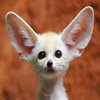 Cute Animals Cute Animals