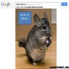 i hate it when a chinchilla eats the universe