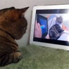 Catception Catception