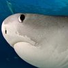 Apprehensive Shark Apprehensive Shark