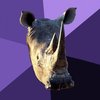 Sexually Oblivious Rhino Sexually Oblivious Rhino