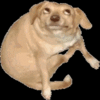 6O163's DOG 6O163's DOG