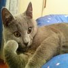 Willy Wonkat Willy Wonkat