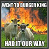 Evil Cows Evil Cows