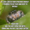 Misunderstood Spider Misunderstood Spider