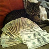 CashCats CashCats