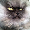Colonel Meow Colonel Meow