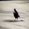Insanity Crow Insanity Crow