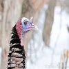 Sweet Jive Turkey. Sweet Jive Turkey.