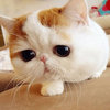 Snoopy the Cat Snoopy the Cat
