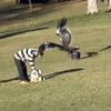 Golden Eagle Snatches Kid Golden Eagle Snatches Kid