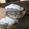 Ninja Killer Cat Chef Ninja Killer Cat Chef