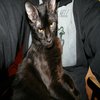 Hell Cat Hell Cat