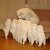 Storytelling Dog Storytelling Dog
