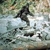 Bigfoot / Sasquatch Bigfoot / Sasquatch