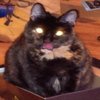 Angry Black Cat Angry Black Cat