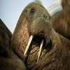 I want to become a walrus I want to become a walrus