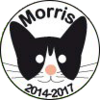 El CandiGato Morris (Morris the Cat-idate) El CandiGato Morris (Morris the Cat-idate)