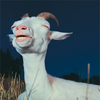 Guilty Pleasure Goat Guilty Pleasure Goat