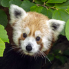 Rusty the Red Panda Rusty the Red Panda
