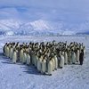Penguins Penguins