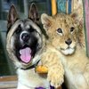 Interspecies Friendship