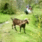 775blog_yelling_goat