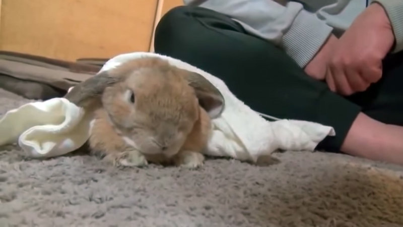  Rabbit Gets Grumpy When Petting Stops