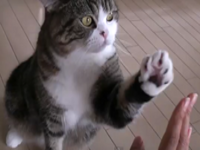 Don't Leave Maru Hanging
