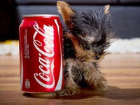 Smalldog