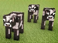 Cows