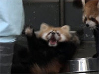 Red-panda-surprise