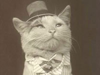 Aristcat