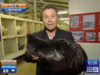 Reporter Terrified By Rooster