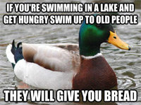 Actual Advice Mallard