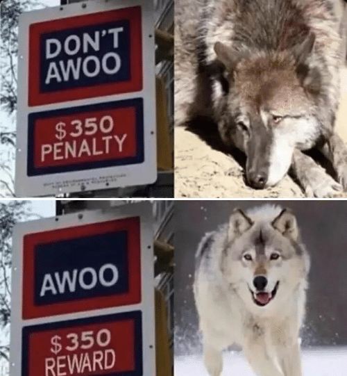 You're Now Entering the Awoo Zone