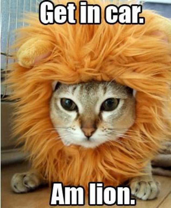 Jesus It A Lion Get In The Car Jesus It A Lion Get In The Car