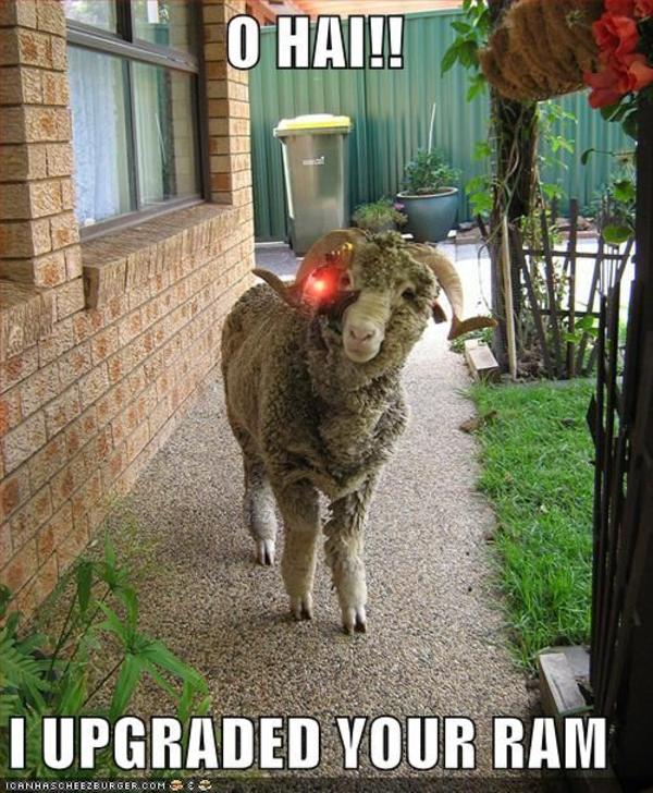 ram4.jpg