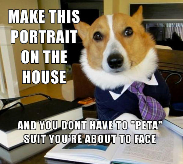 [Image 290078] Lawyer Dog Know Your Meme