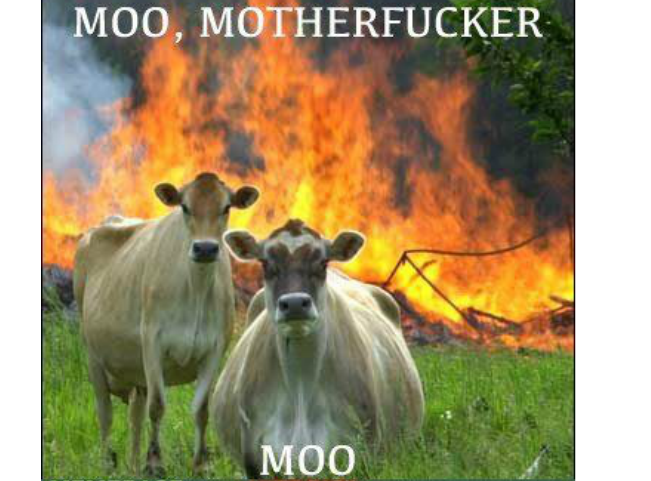 Moo, motherfucker! Moo! | Evil Cows | Know Your Meme