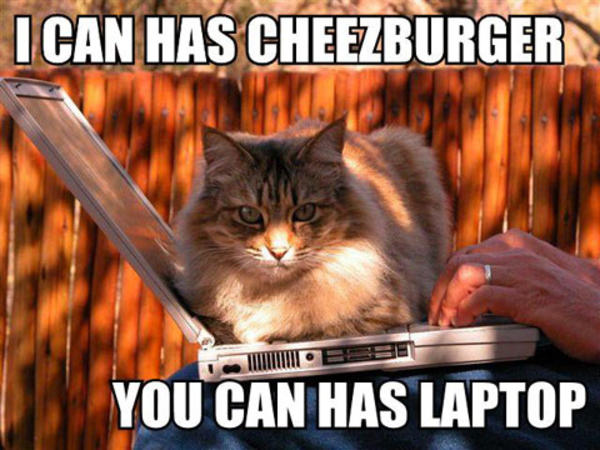 Cat Humor #5