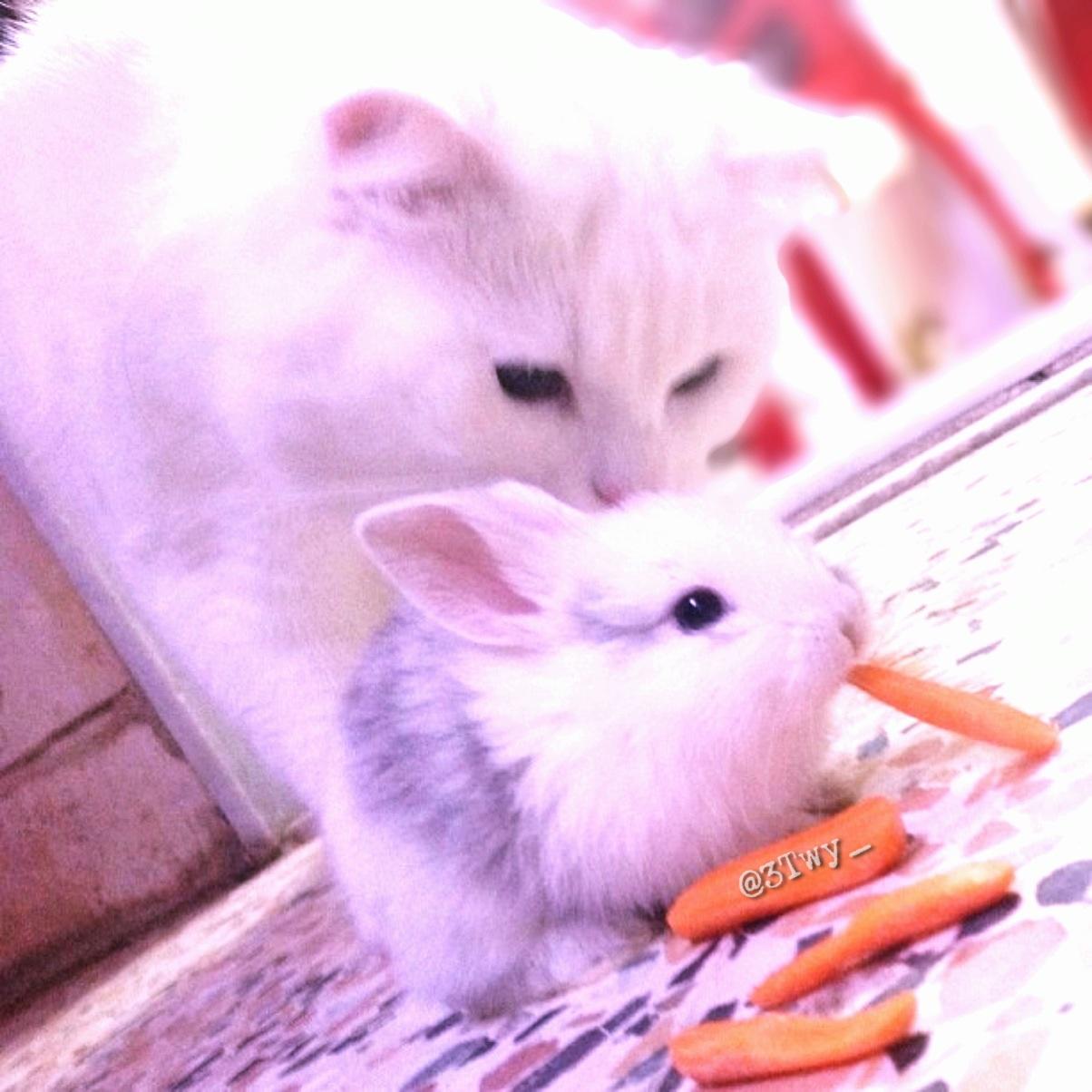 Cute Cat and bunny Cats Know Your Meme