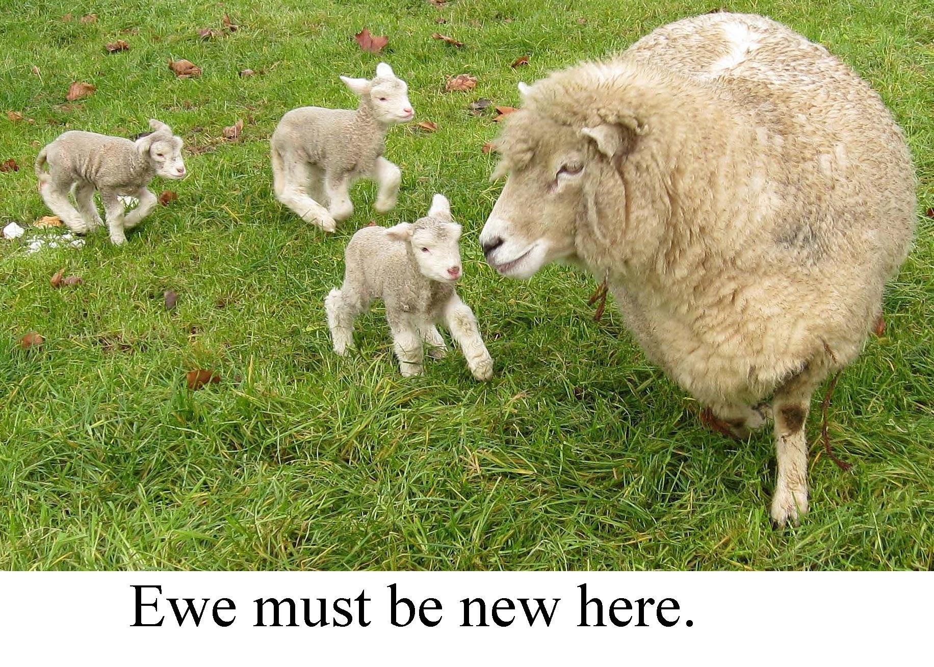 Ewe must be new here. You Must Be New Here Know Your Meme