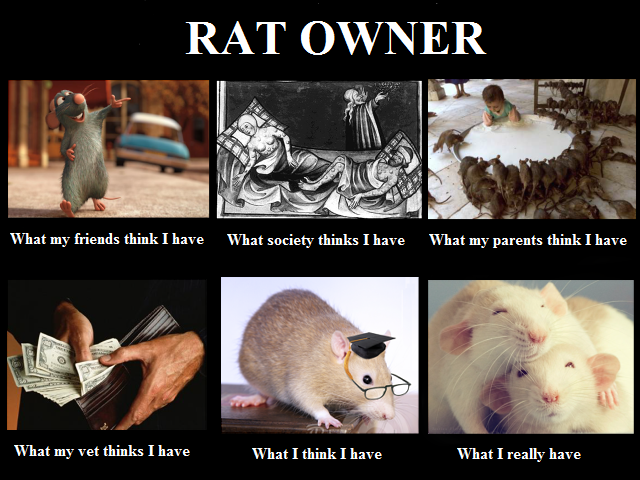 Image What I Really