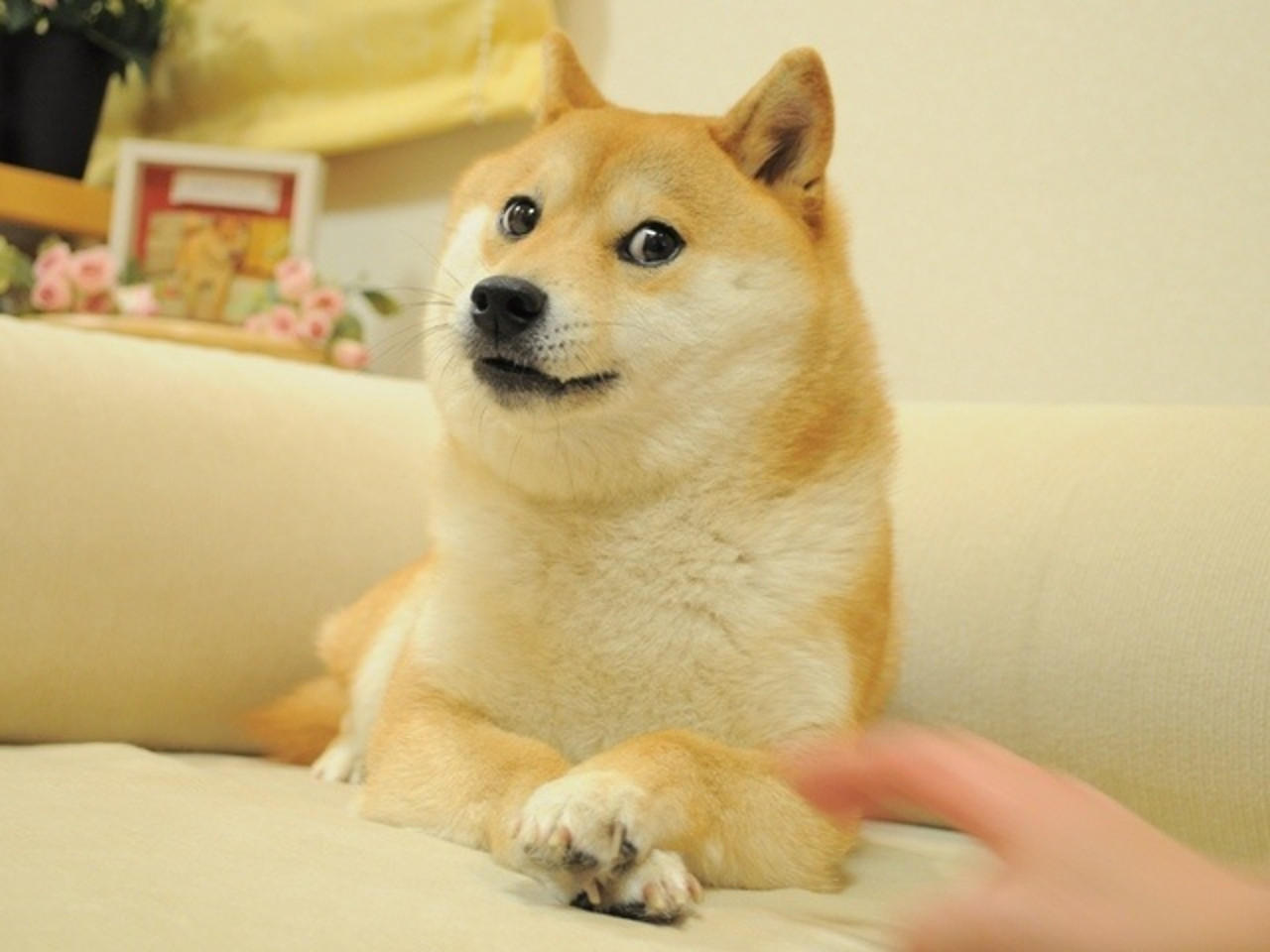 Resultado de imagen de doge dog