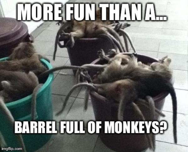 more fun than a barrel of monkeys know your meme 509 more fun than a barrel of monkeys know your meme,Dead Monkey Meme