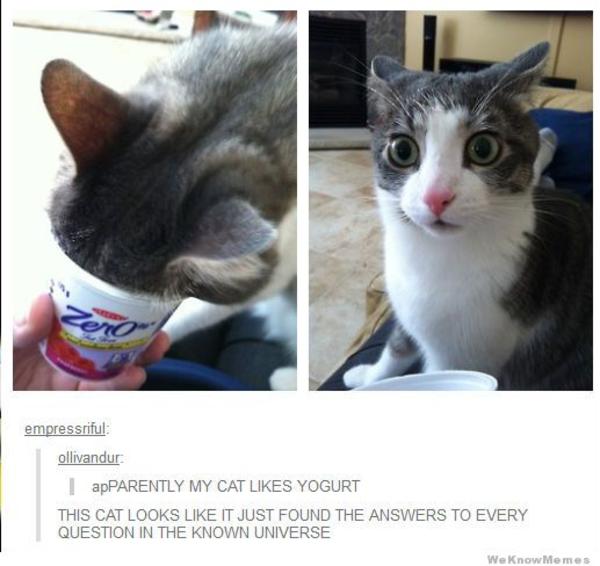 Yogurt Cats Know Your Meme